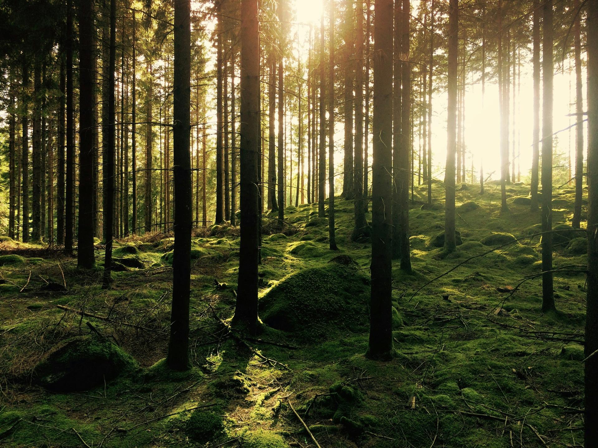 leśny cmentarz dla zwierząt petforest wizja